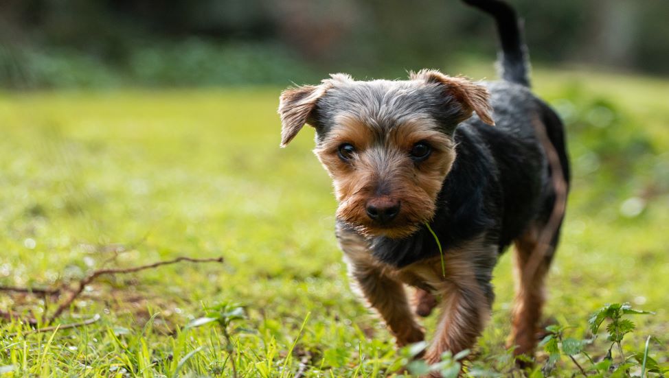 Ask Dr. Jenn: Why is my dog eating grass?